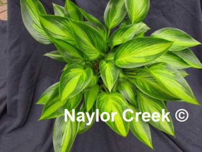 Hosta 