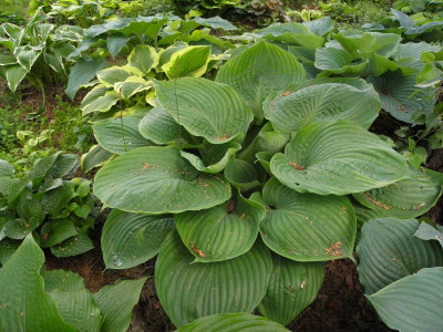 Hosta 