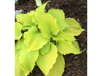 Hosta 