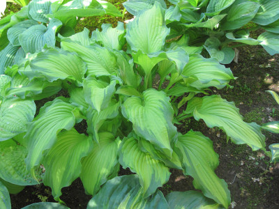 Hosta 