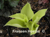 Hosta 