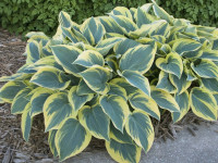 Hosta 