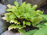 Hosta 