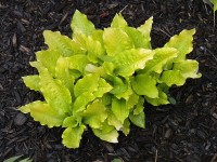 Hosta 