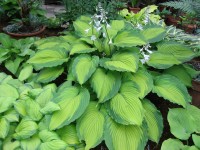 Hosta 