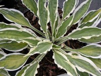 Hosta 