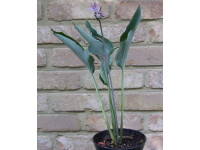 Hosta 