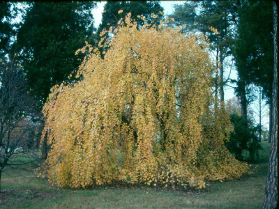 Багрянник 