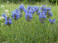 Змееголовник рюйша