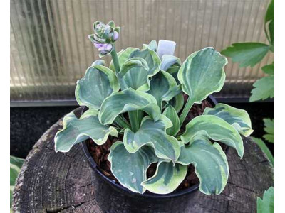 Hosta 