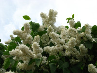 Сирень 