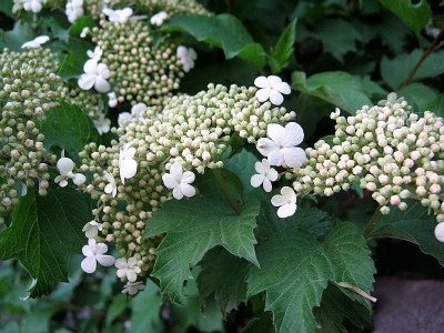 Калина 