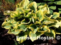 Hosta 