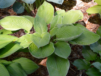 Hosta 