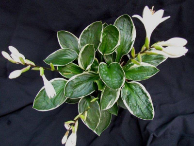Hosta 