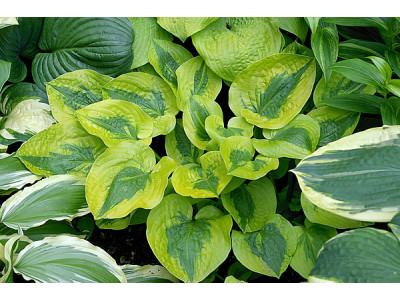 Hosta 