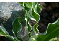 Hosta 