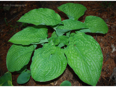 Hosta 