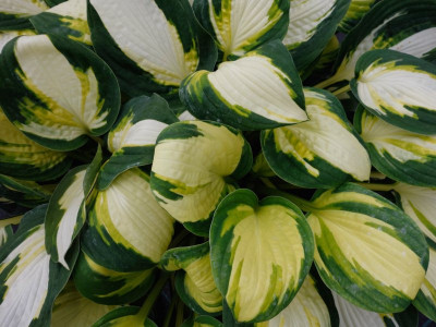 Hosta 
