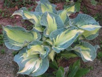 Hosta 