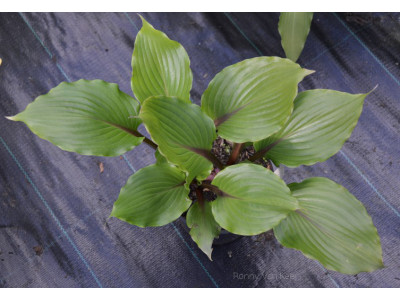 Hosta 