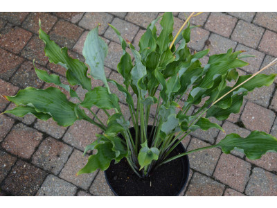 Hosta 
