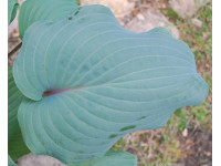 Hosta 