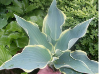Hosta 