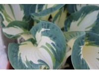 Hosta 