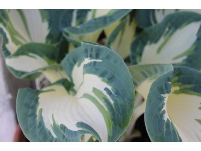Hosta 