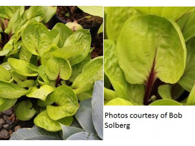 Hosta 