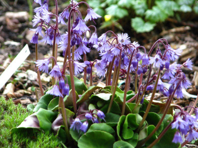 Сольданелла горная
