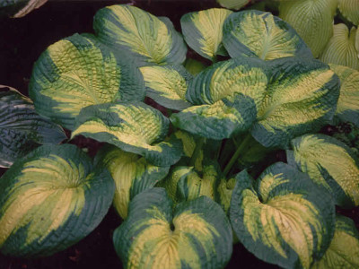 Hosta 
