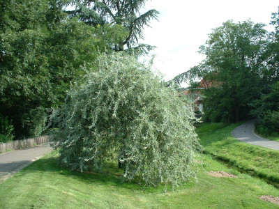 Груша  
