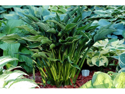 Hosta 