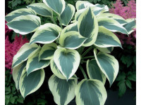 Hosta 