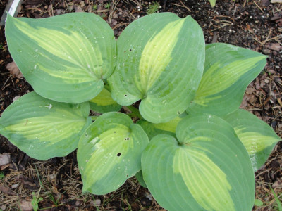 Hosta 
