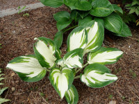 Hosta 