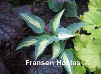 Hosta 