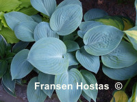 Hosta 