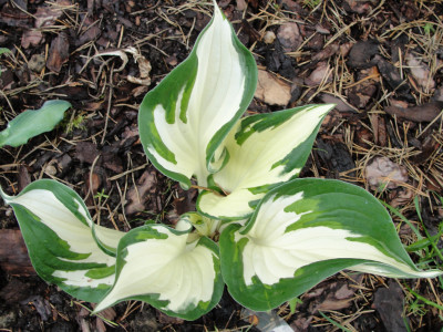 Hosta 