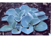 Hosta 
