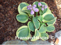 Hosta 