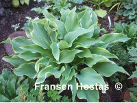 Hosta 