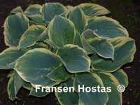 Hosta 