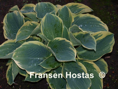 Hosta 