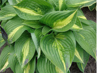 Hosta 