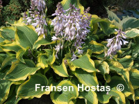 Hosta 