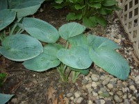 Hosta 