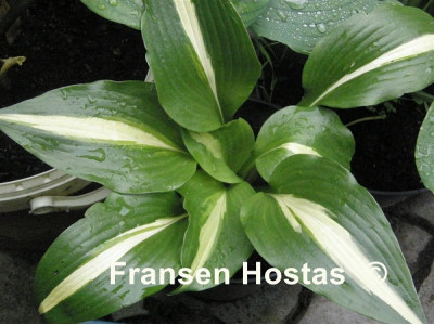 Hosta 